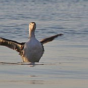 Yellow-billed Loon  "Gavia adamsii"